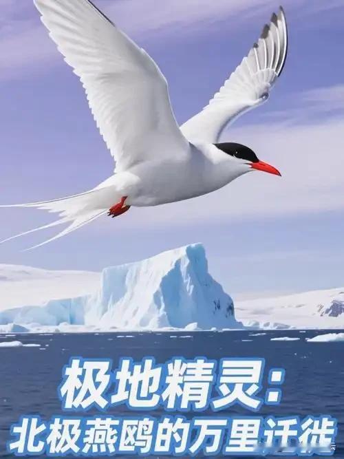 这种叫北极燕鸥的候鸟很励志啊，夏天在北极，秋天飞行一万八千公里到南极，春天再飞回