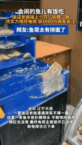 笑不活了！辽宁大连，饭店里一条孔鳐，一到半夜要下班的时候，就在水池子里疯狂扑腾，