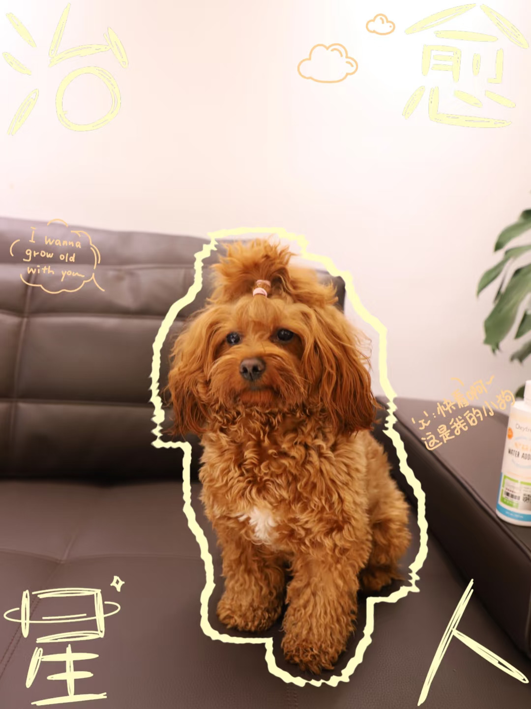单纯晒狗🐶