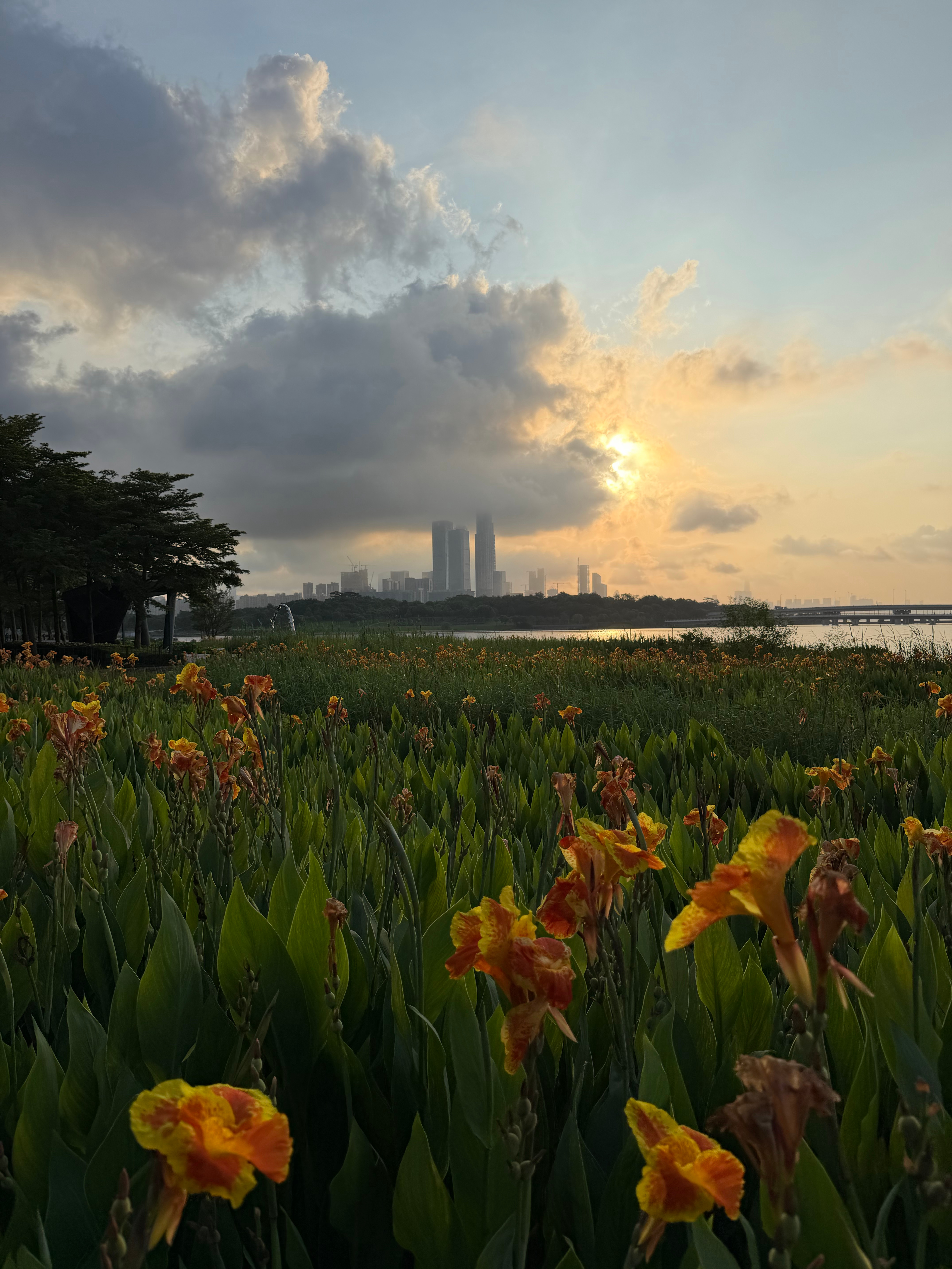 什么花 