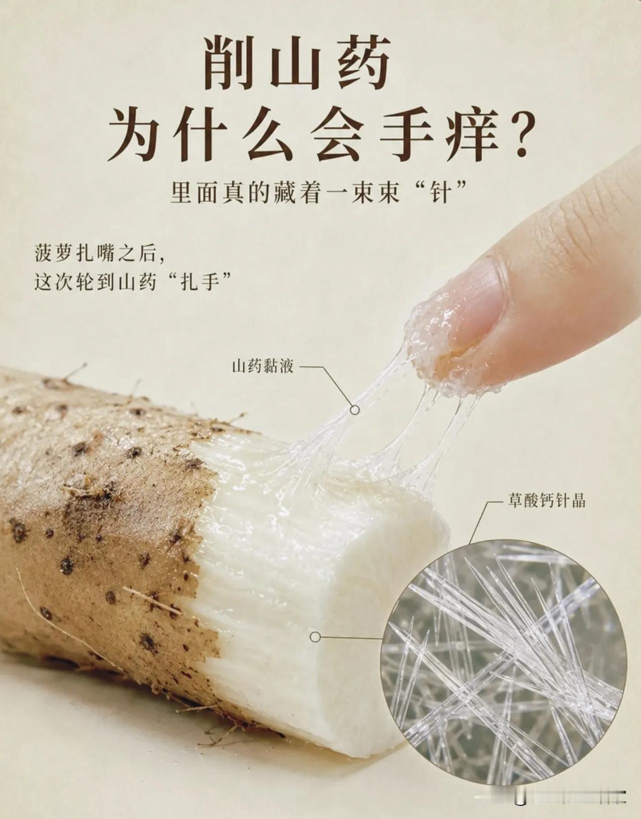 削山药手痒，不是过敏！山药里藏着肉眼看不见的“玻璃细针”！
 
很多人处理生山药