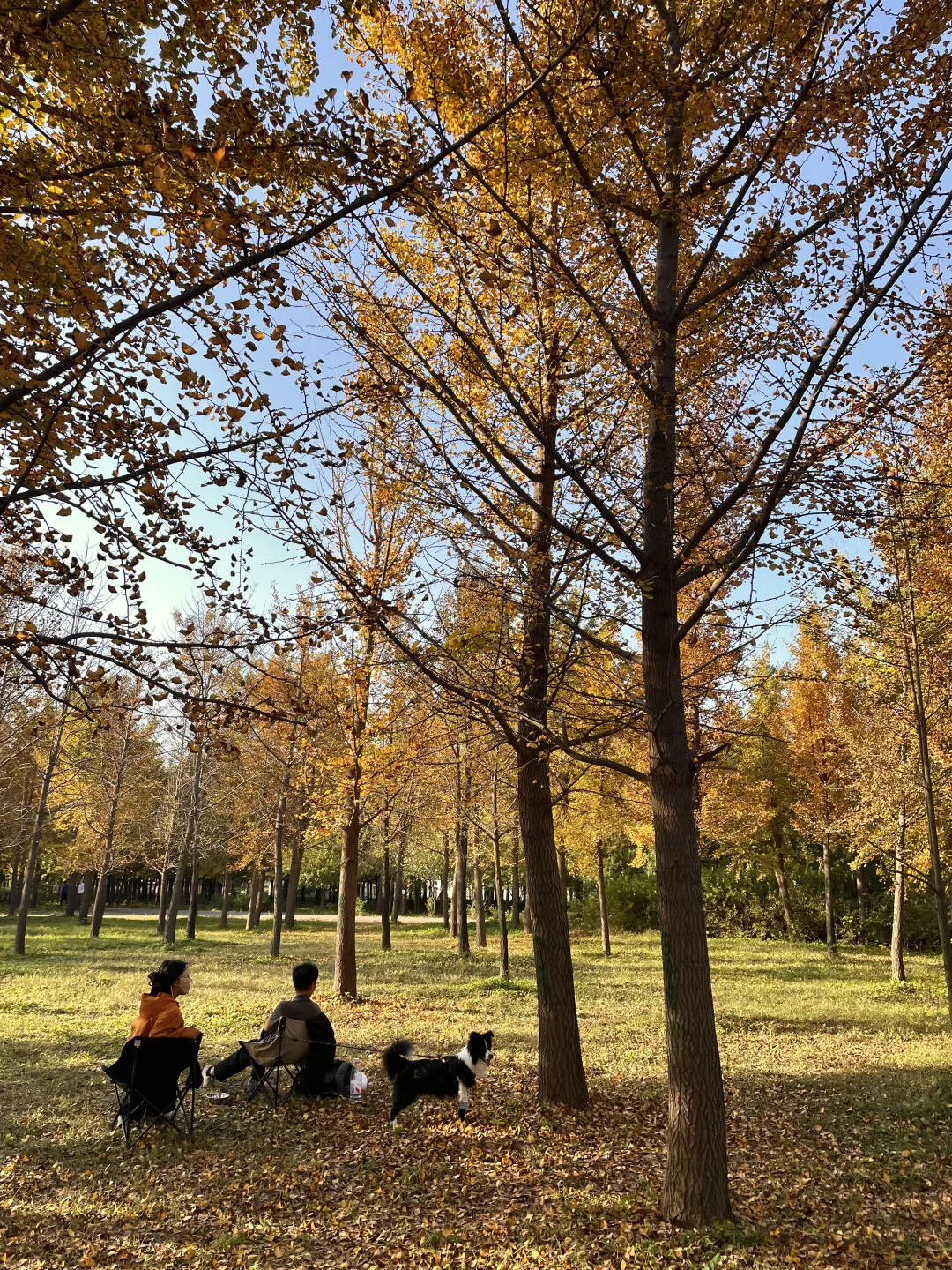 10.13 live图｜北京千亩银杏林已黄，免费❗️