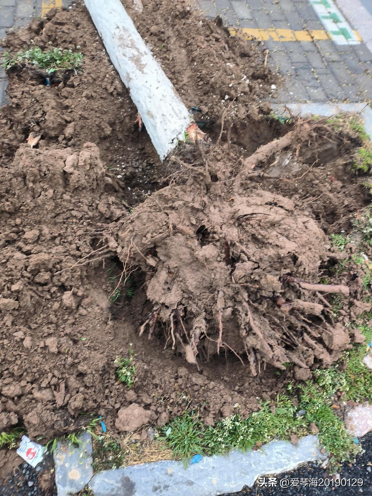 这一幕真是让人心疼，春天本是万物复苏、树木抽枝发芽的季节，本该生机勃勃的马路边，