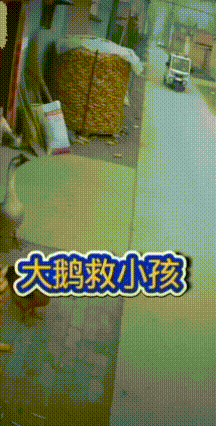 真是神了！大鹅一口救下飞奔出门的小孩
 真是万万没想到，救命英雄居然是一只大鹅！