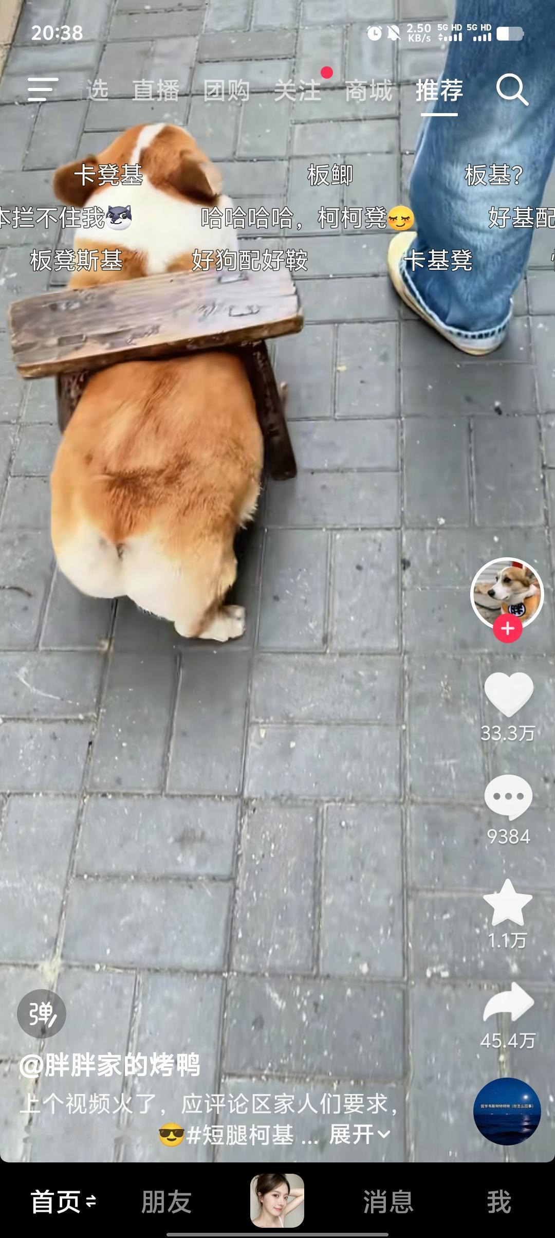 谁教柯基这么出门的？自带板凳当“坐骑”