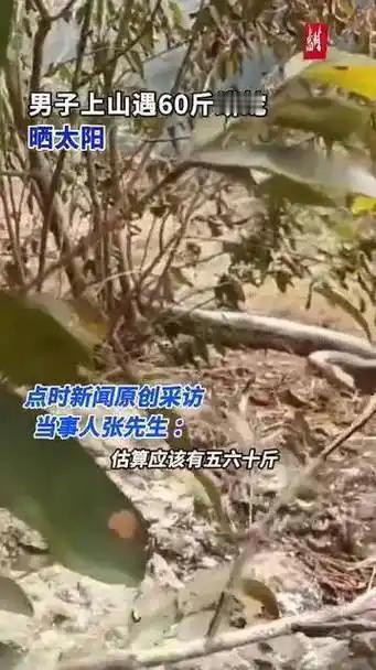广西男子寻蜜撞五六十斤“山林大块头”！老坟旁晒太阳的蟒蛇竟是二级保护动物
 （个