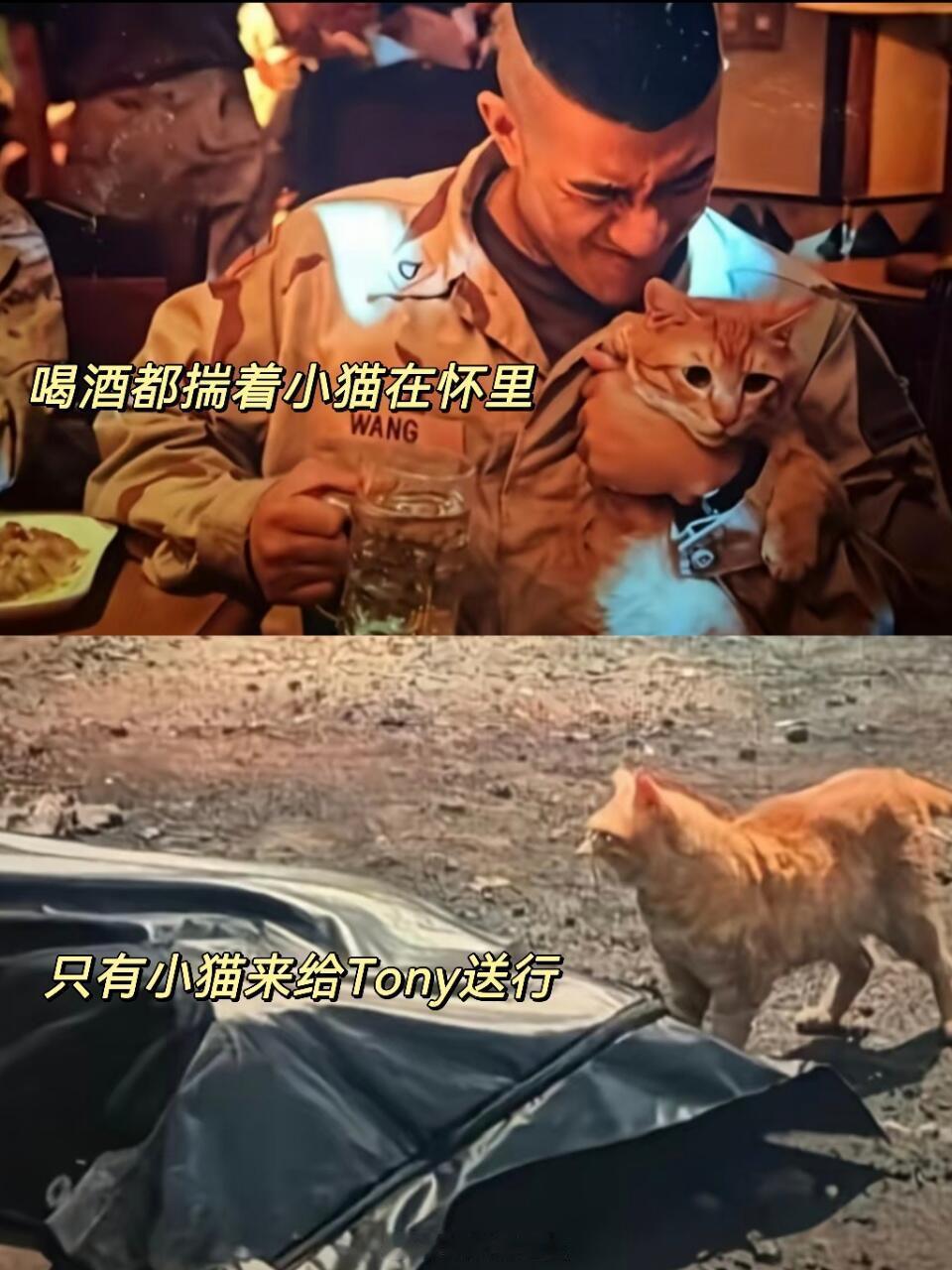 大橘在战乱国家也被养得胖大橘哪懂什么战争什么立场啊，它就知道每天有人来投喂 