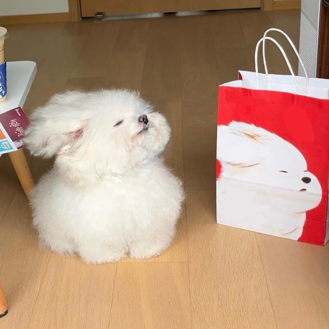 是这汁猫