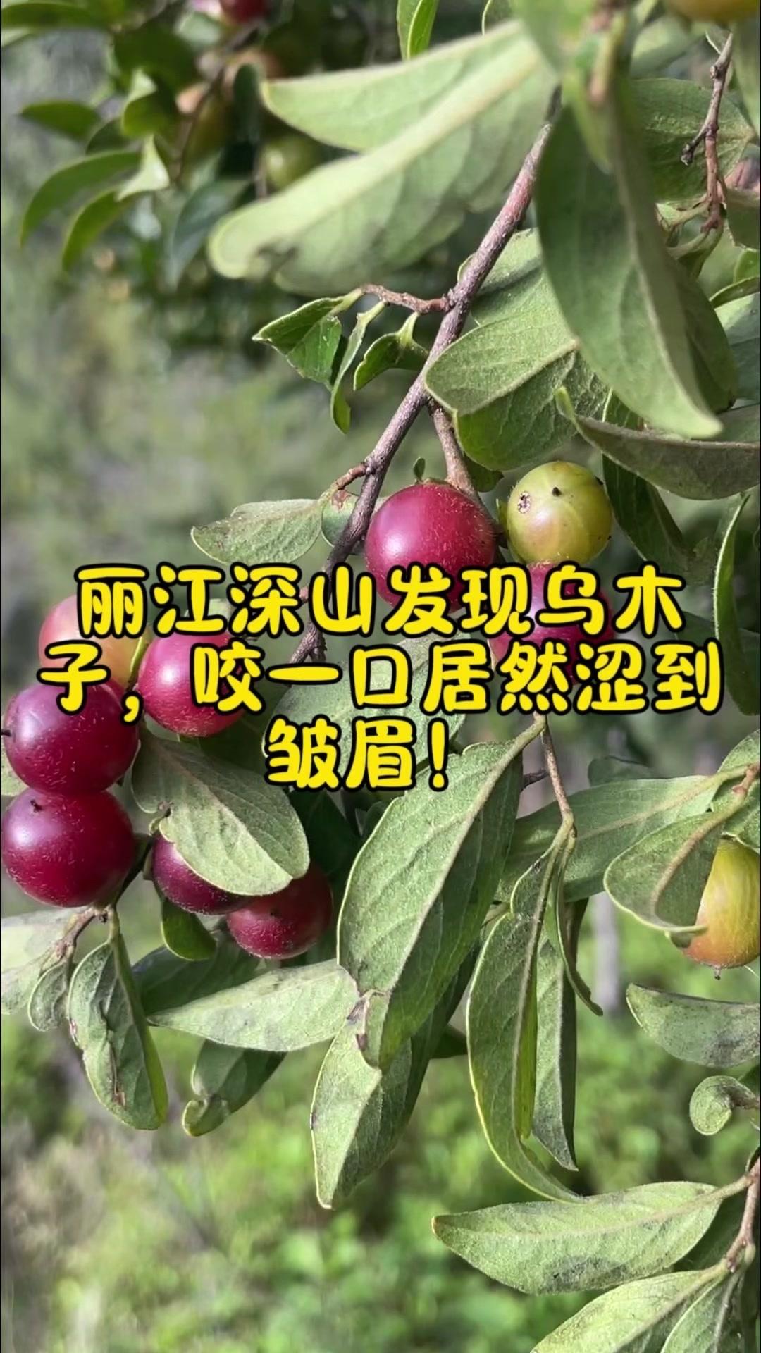 🌿在丽江深山发现的野果，红得发亮看着诱人，本以为能尝鲜，咬下去却被涩到皱眉。