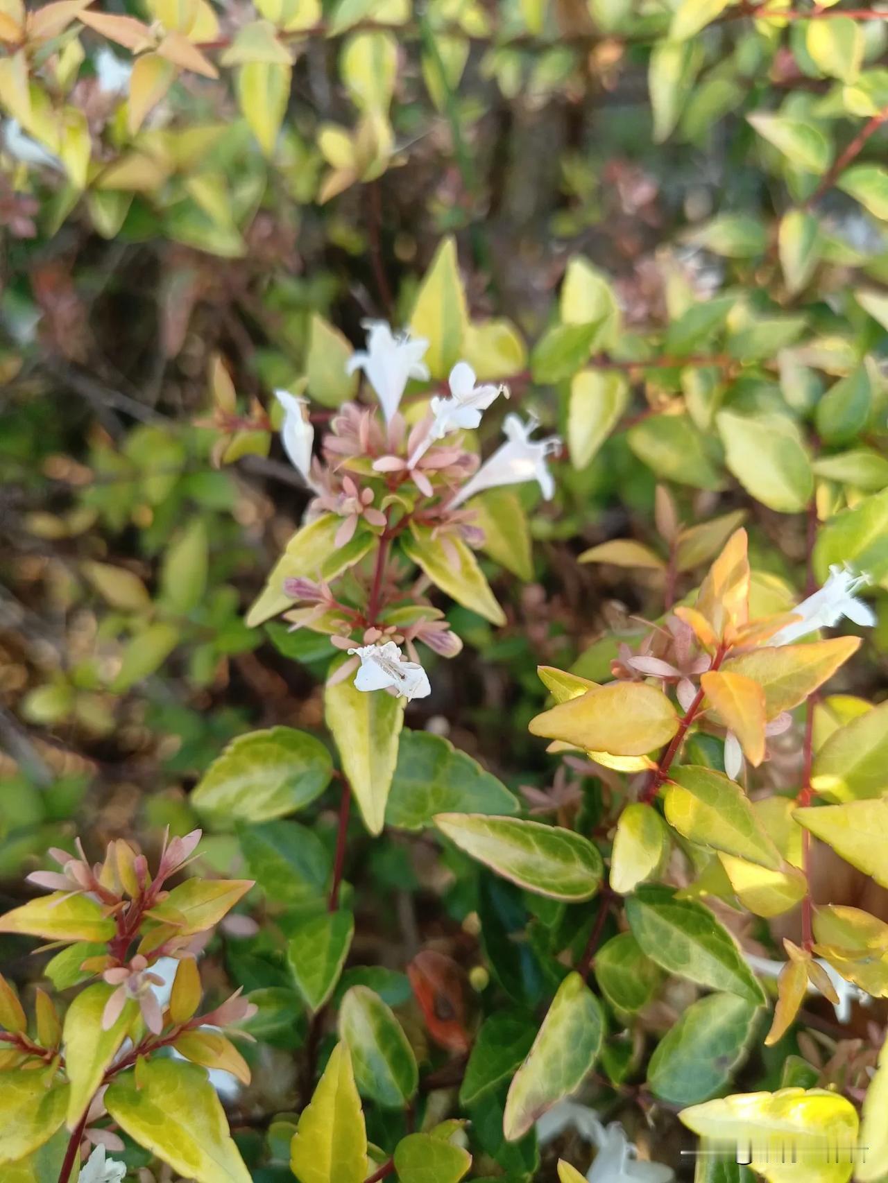 小黄花，绽放生命的力量。汉中秋天的络石