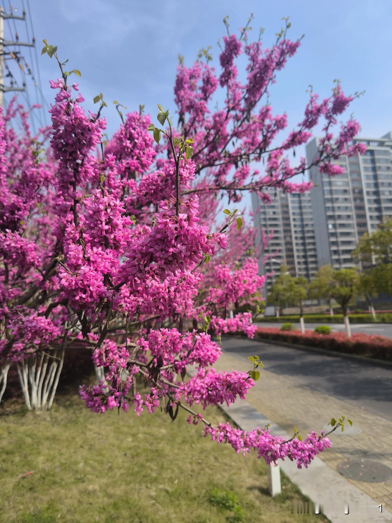 紫荆花开引发的遐思……
    漫步于合肥的城市公园，或是驾车行驶在马路上，五彩