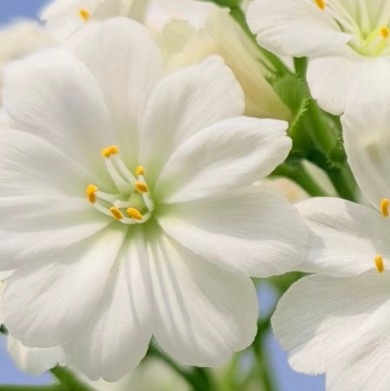 0000露薇花种植一、环境要求：露薇花喜欢凉爽温和的气候，最适宜的生长温度在15