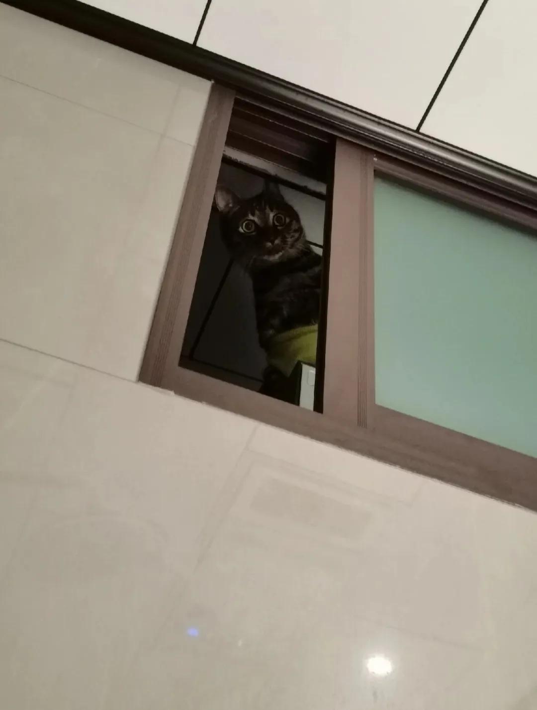 上厕所时一抬头…吓得💩都夹断了…