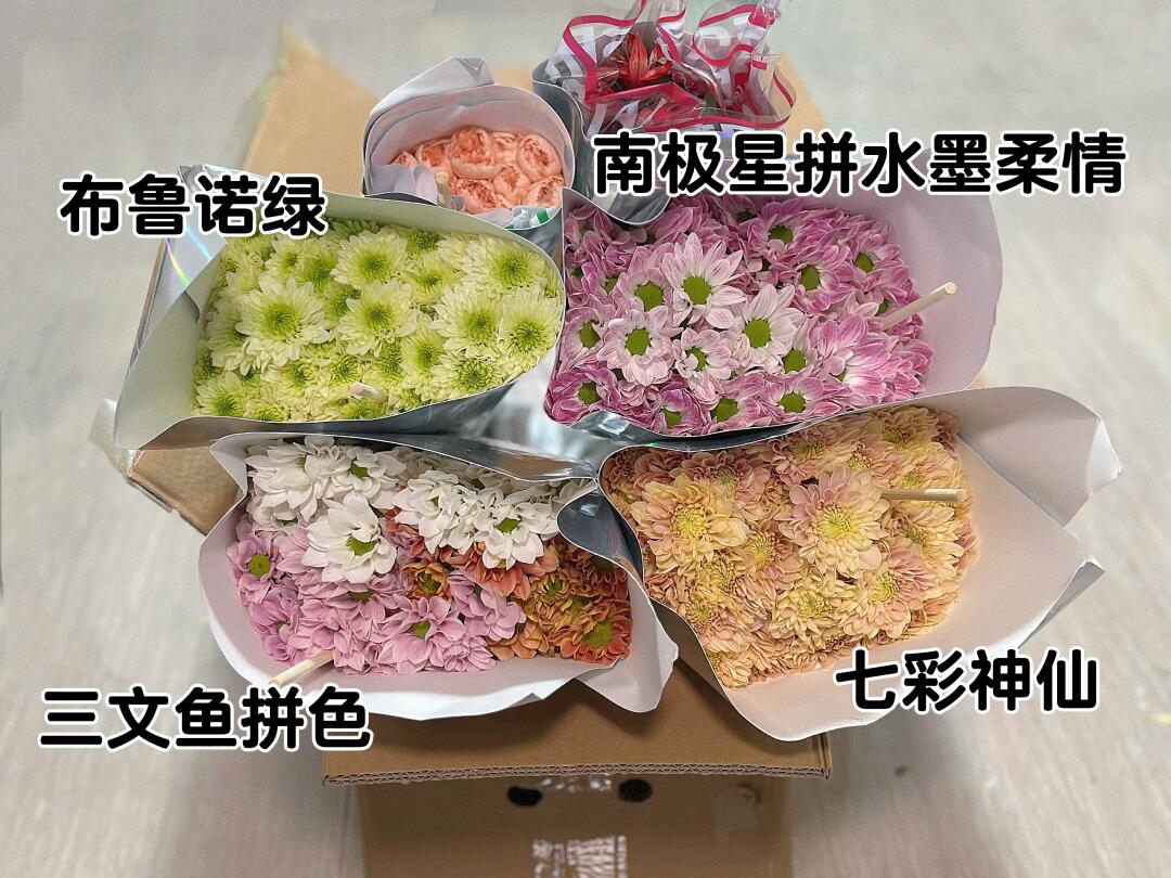 芯汐花坊盲盒小菊🌼开箱
