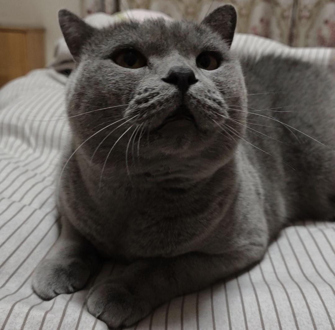 冬日生活打卡季别吵，朕在视察江山