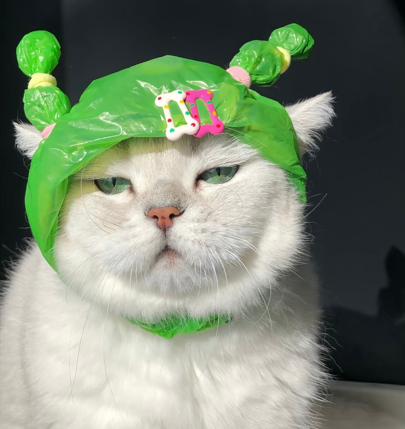分享头像猫猫🐈‍⬛ ​​​