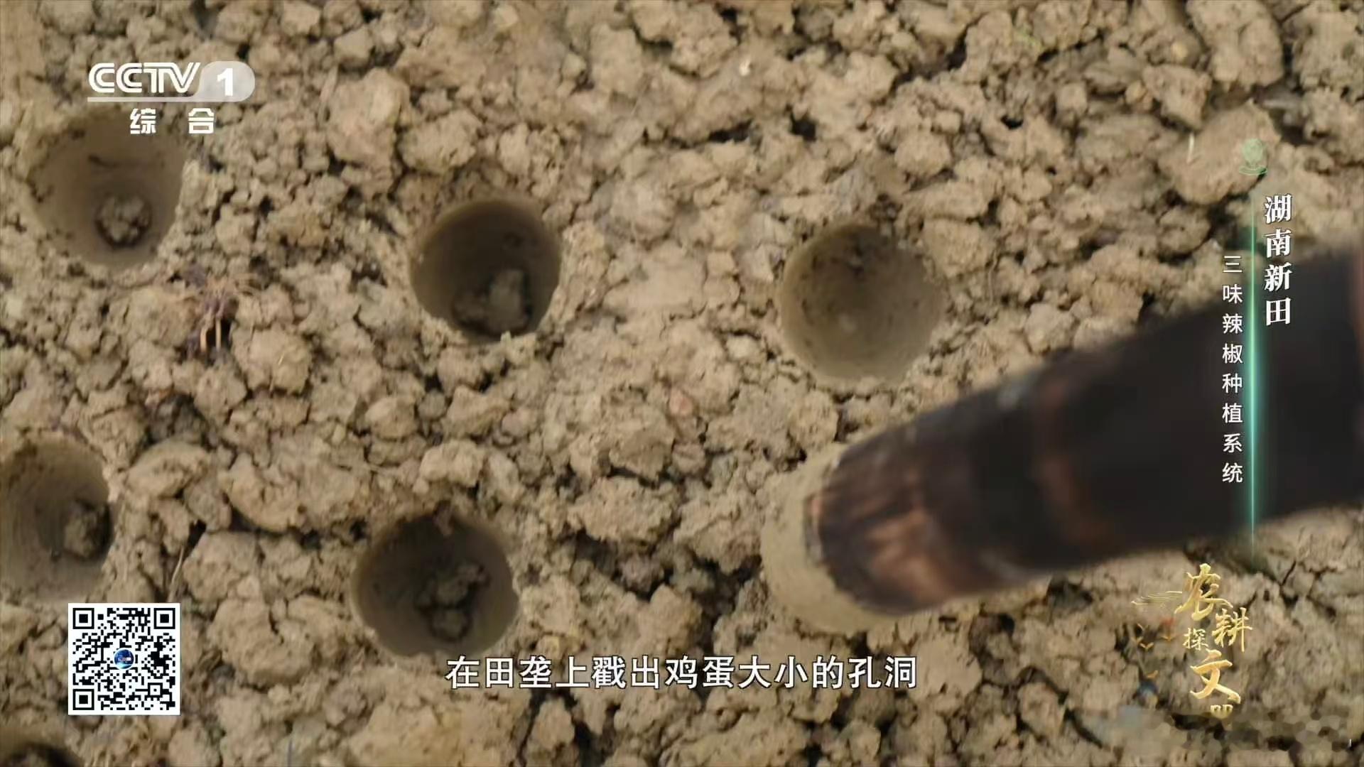 湖南人种辣椒果然独辟蹊径，用田螺种辣椒的操作太让人开眼界。这种接地气的农耕巧思，