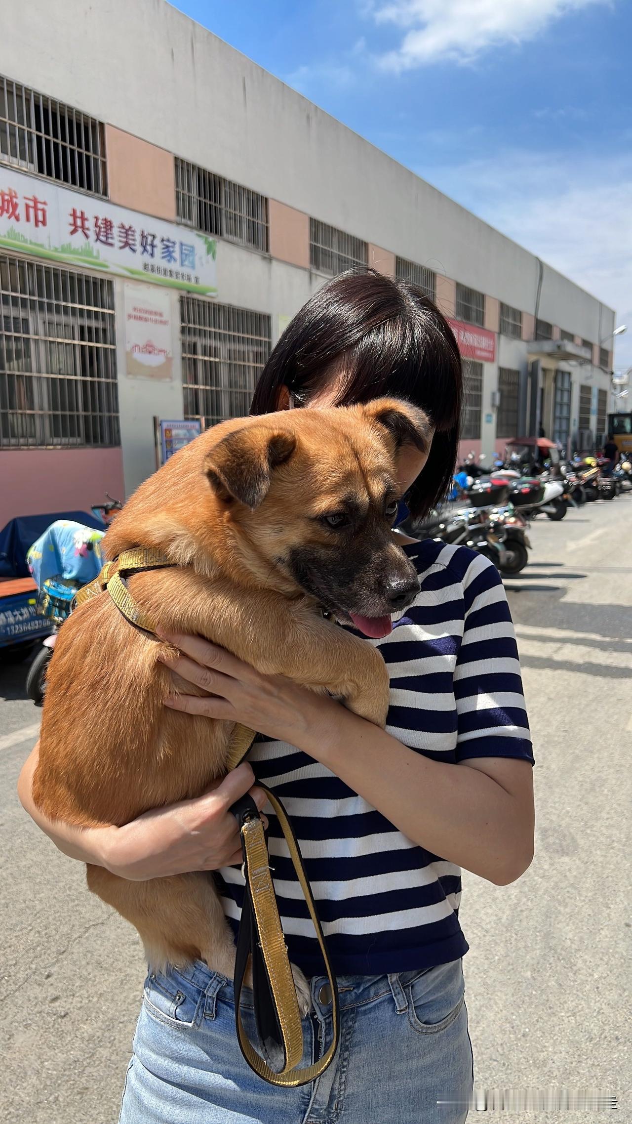 台北人在苏州，早上遛狗遛得一肚子火，如果可以重新选择，对于养狗这事我可能会多加考