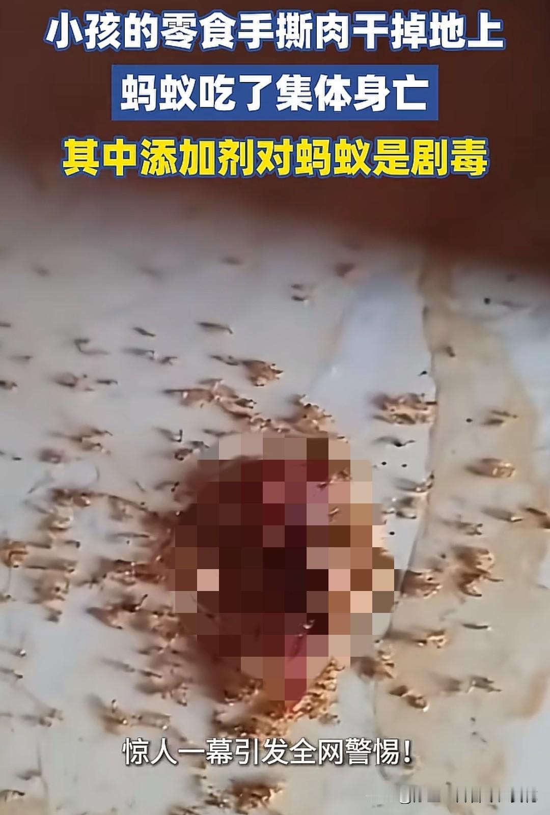 孩子掉在地上的手撕肉干，竟让一群蚂蚁集体死亡——这幕惊悚场景，让无数家长盯着零食