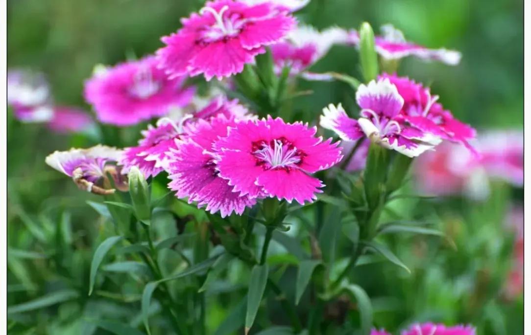 石竹花
要问石竹花有多少种？石竹花（石竹属 Dianthus）是一个庞大的植物类
