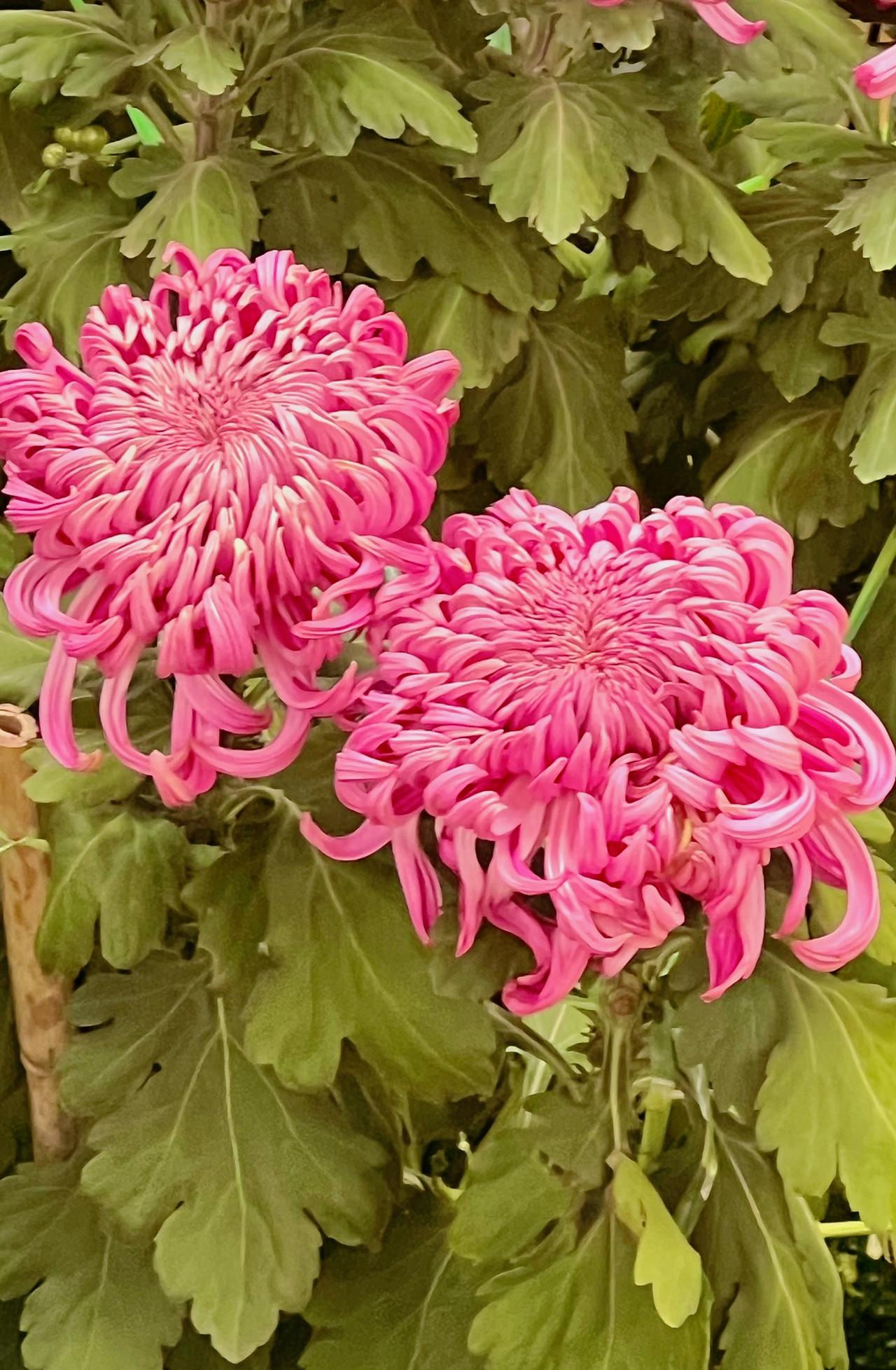 能否分享一下你拍摄的菊花照片