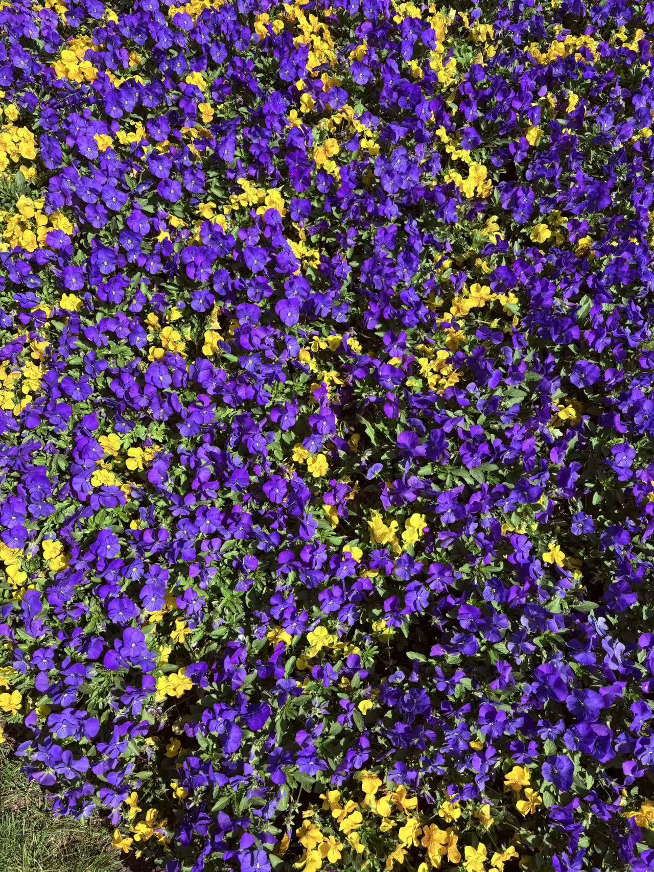 春天很美，到处鲜花，绿荫，各种动植物都在春天醒来，鱼在水中畅游，野鸭岸边玩耍，各