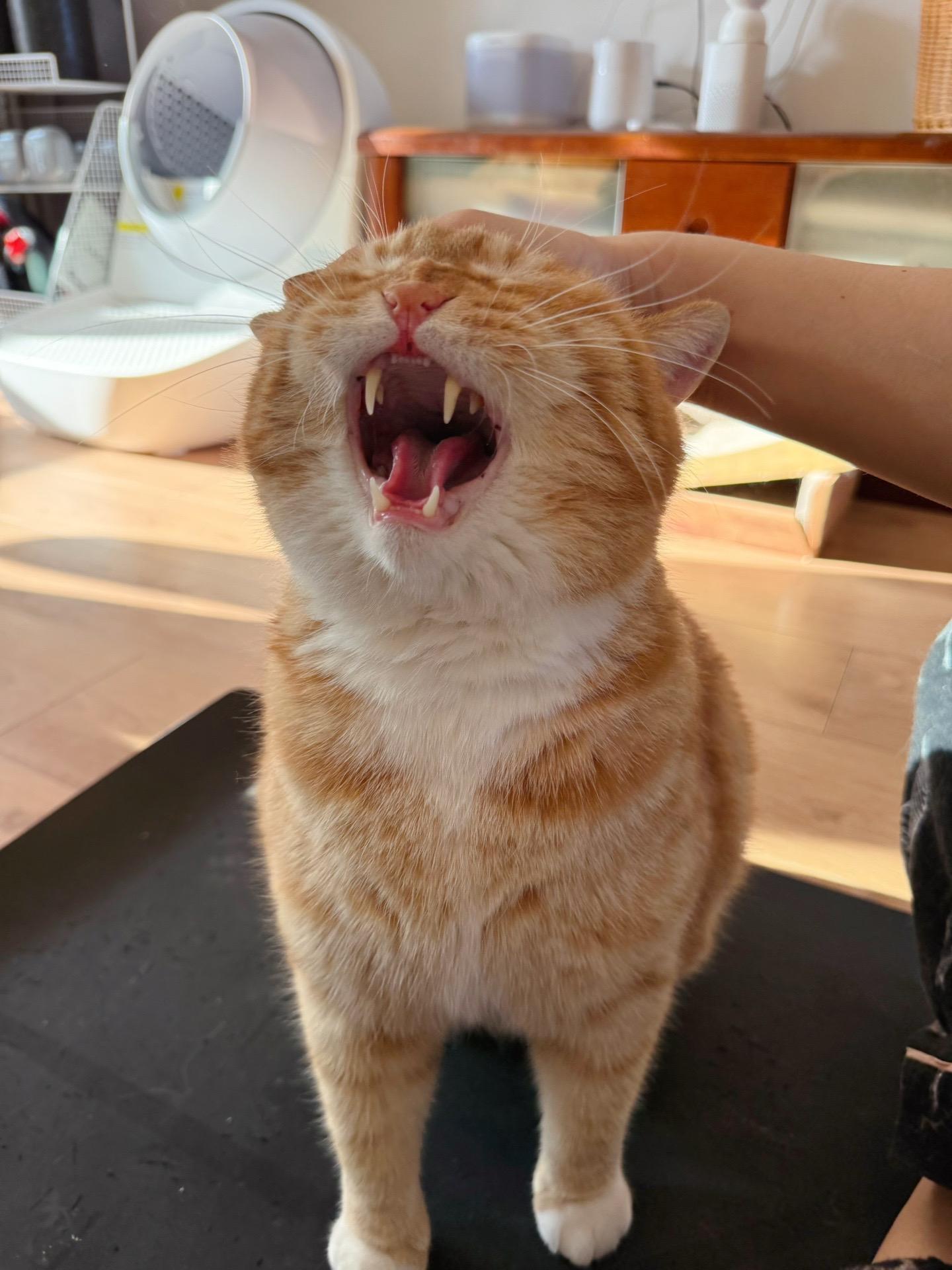 猛男撒娇怪可爱的。