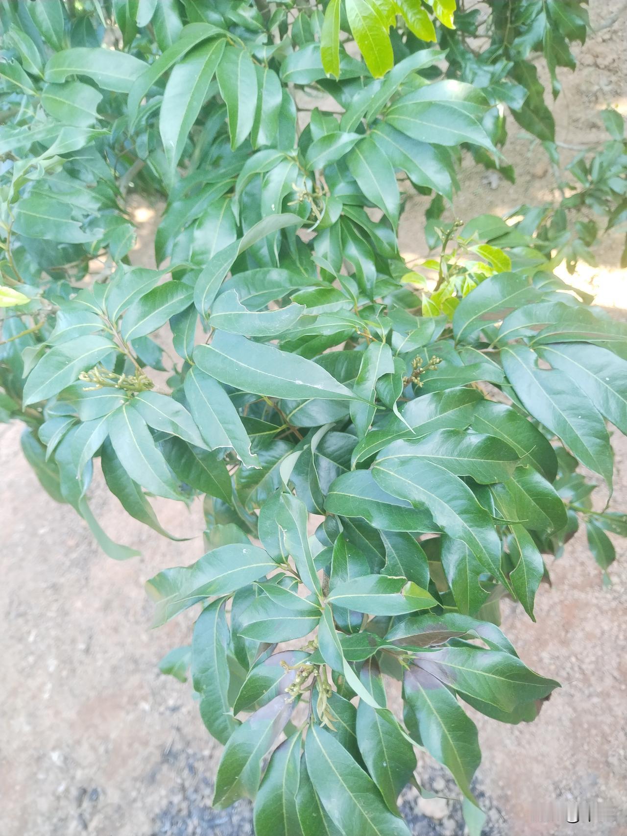 南方暖冬荔枝壮蕾全攻略：精准调控促花稳产

南方暖冬气候加速了荔枝树的发芽分化进