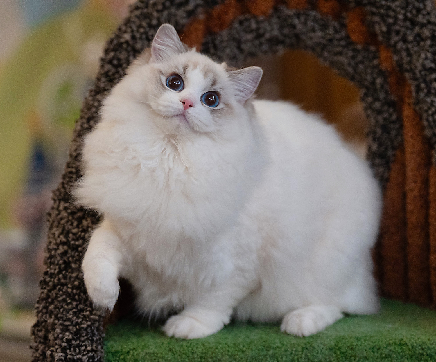 年前最后一个现猫，随时可去新家卷卷，海豹山猫双色妹妹，宠物级别，5个月多是一个e