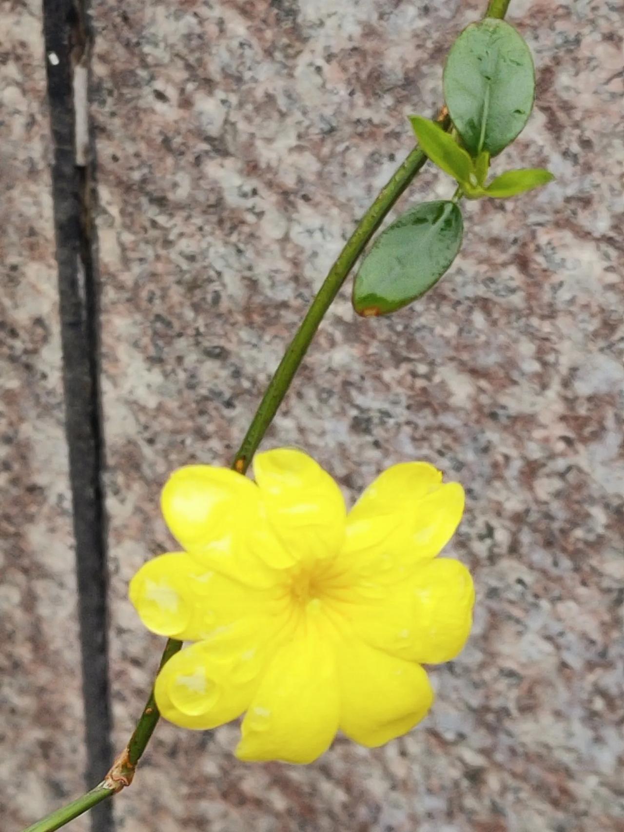 迎春花儿开