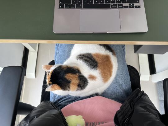 居家办公不能养太黏人的猫！