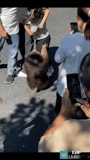 太吓人了！一只体型健壮的公猴死死拽着女孩的头发，父亲试图上前驱赶，被泼猴凶狠地呲