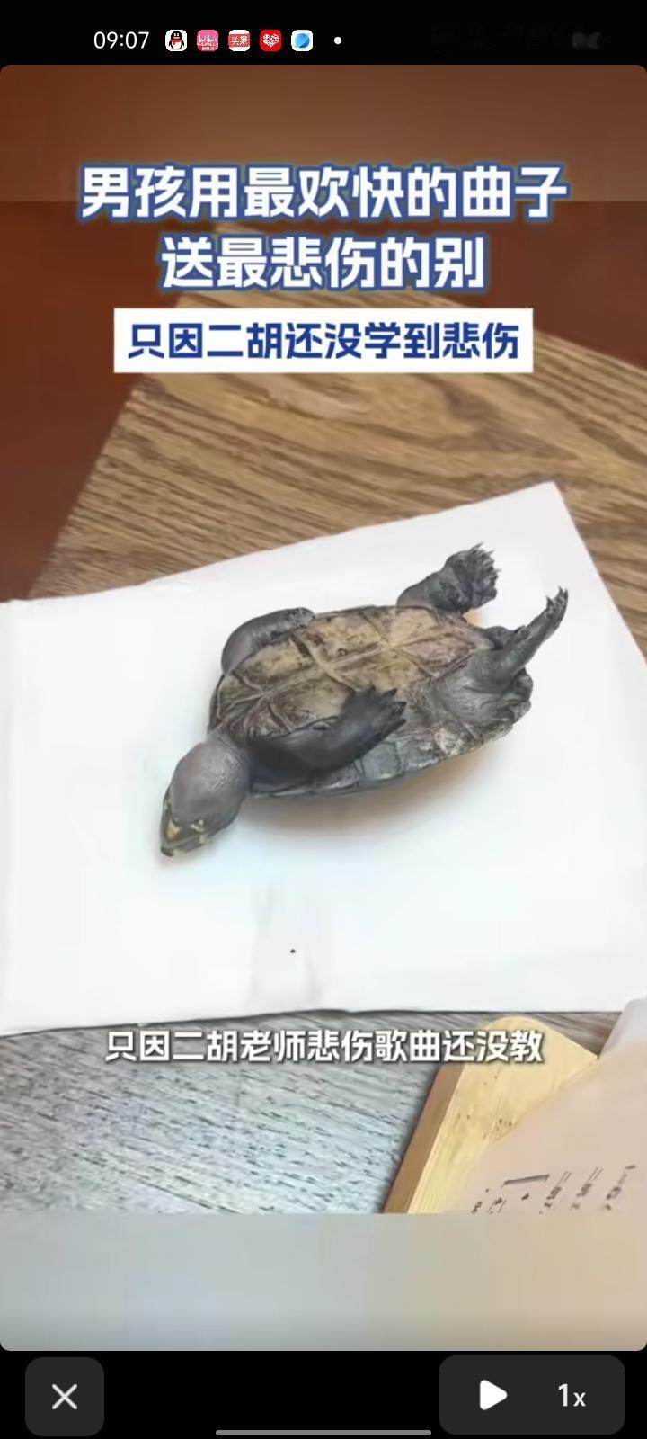 4月15日，辽宁沈阳。家养乌龟死了，小男孩看着伤心，拉二胡为乌龟送别，没想到拉的