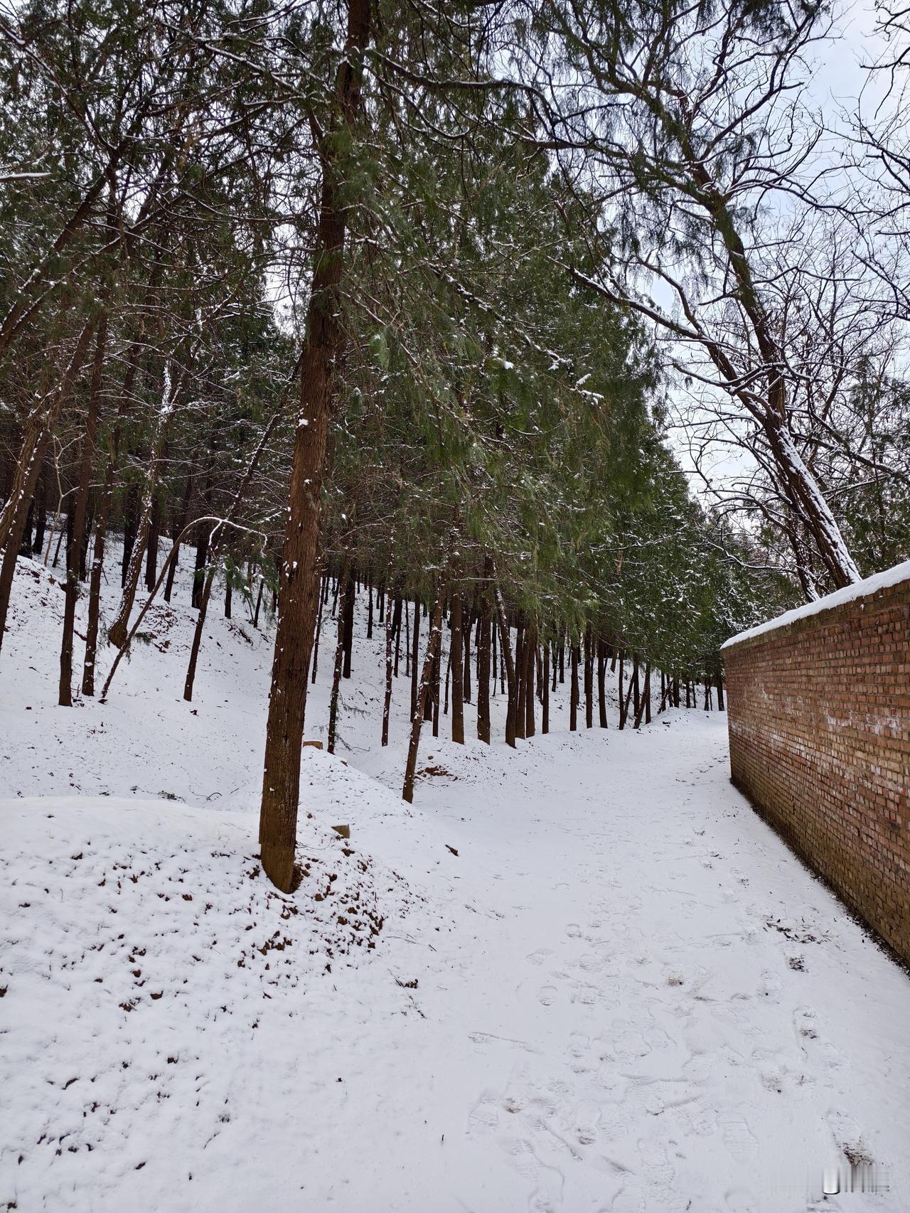 手机随手拍原创图片这是北京第一场雪，留下的照片雪中行随手拍！