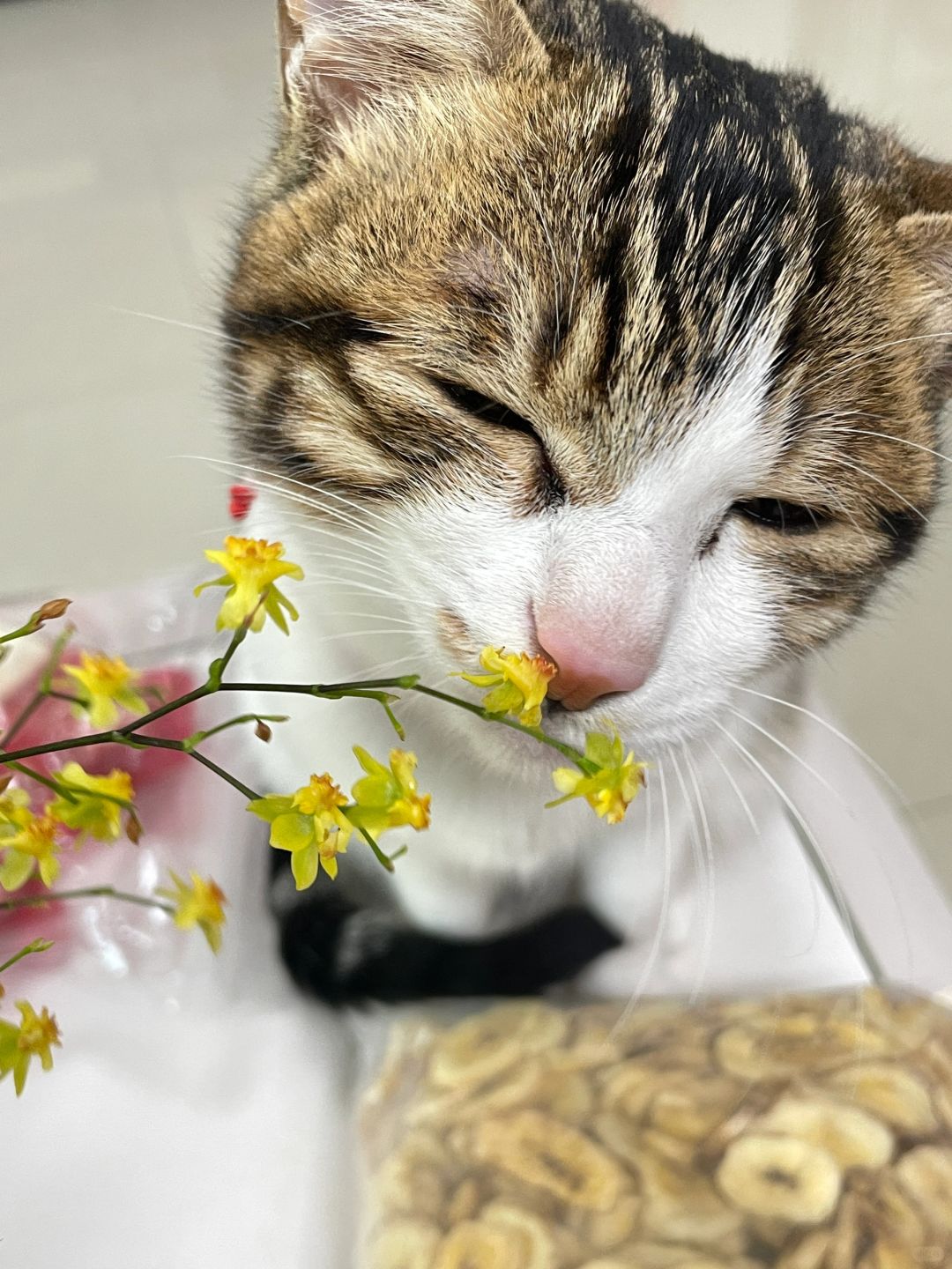 喜欢闻花的小猫