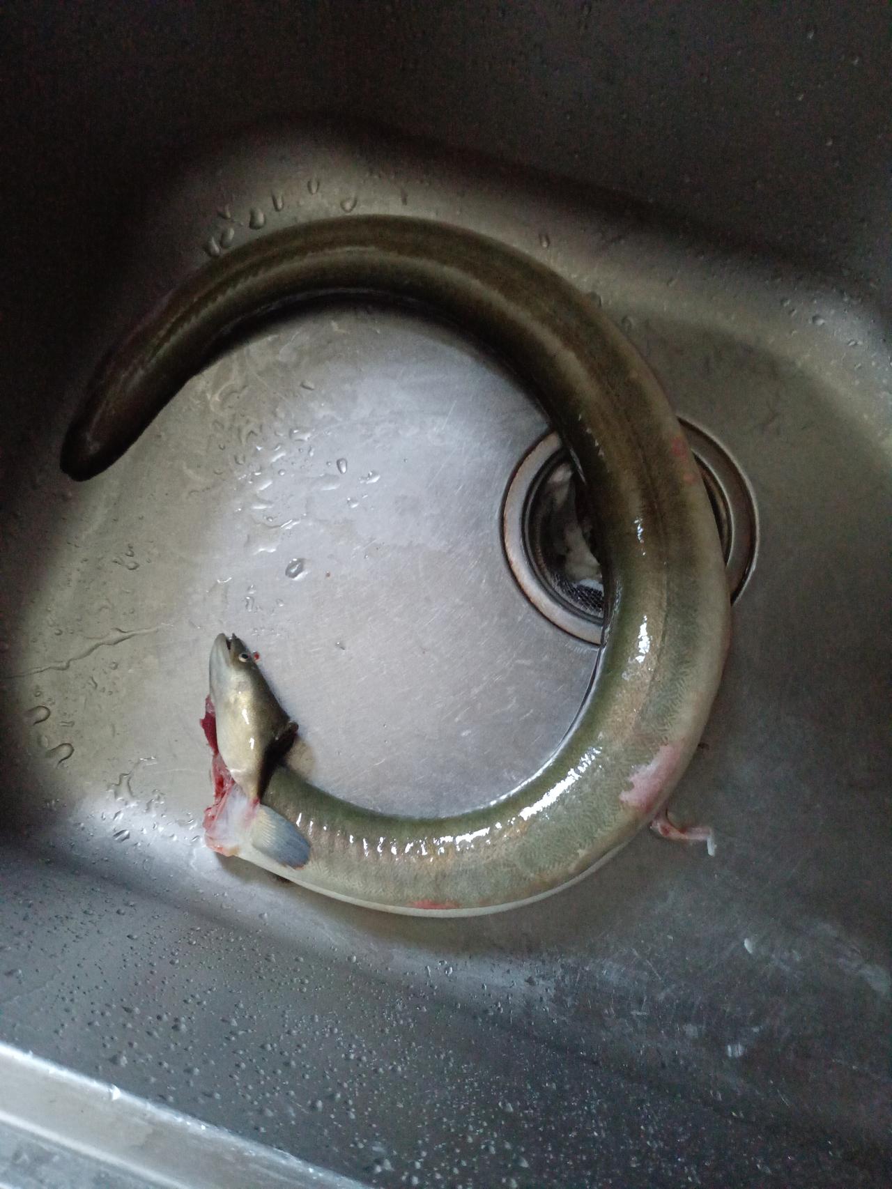 方言趣谈  53
        常熟部分地区方言里，普通话说的”鳗鱼”、“河鳗