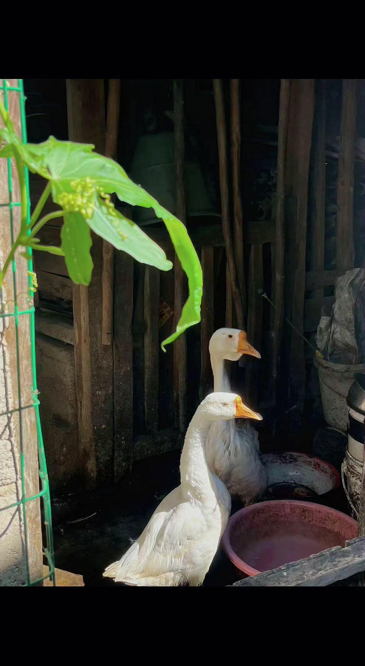 🦢木栏围住整个夏天，白羽是偷藏的云☁️。叶尖垂着晨露，它们在等一场阵雨私奔。