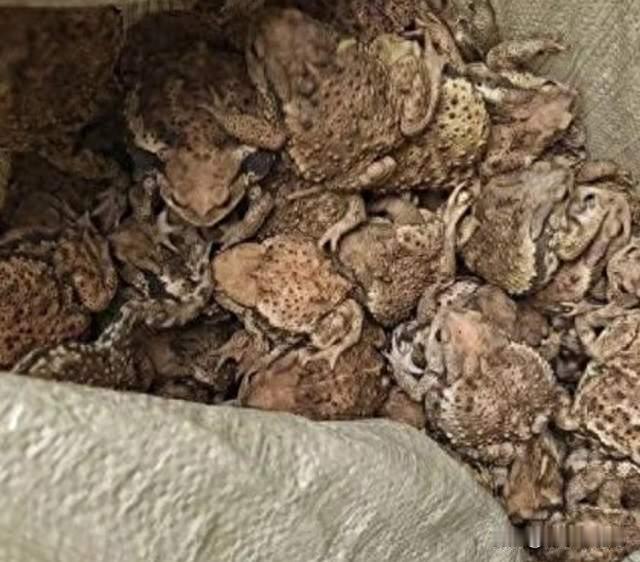 深夜田间地头不睡觉抓这玩意儿？成都几人这回摊上大事了！