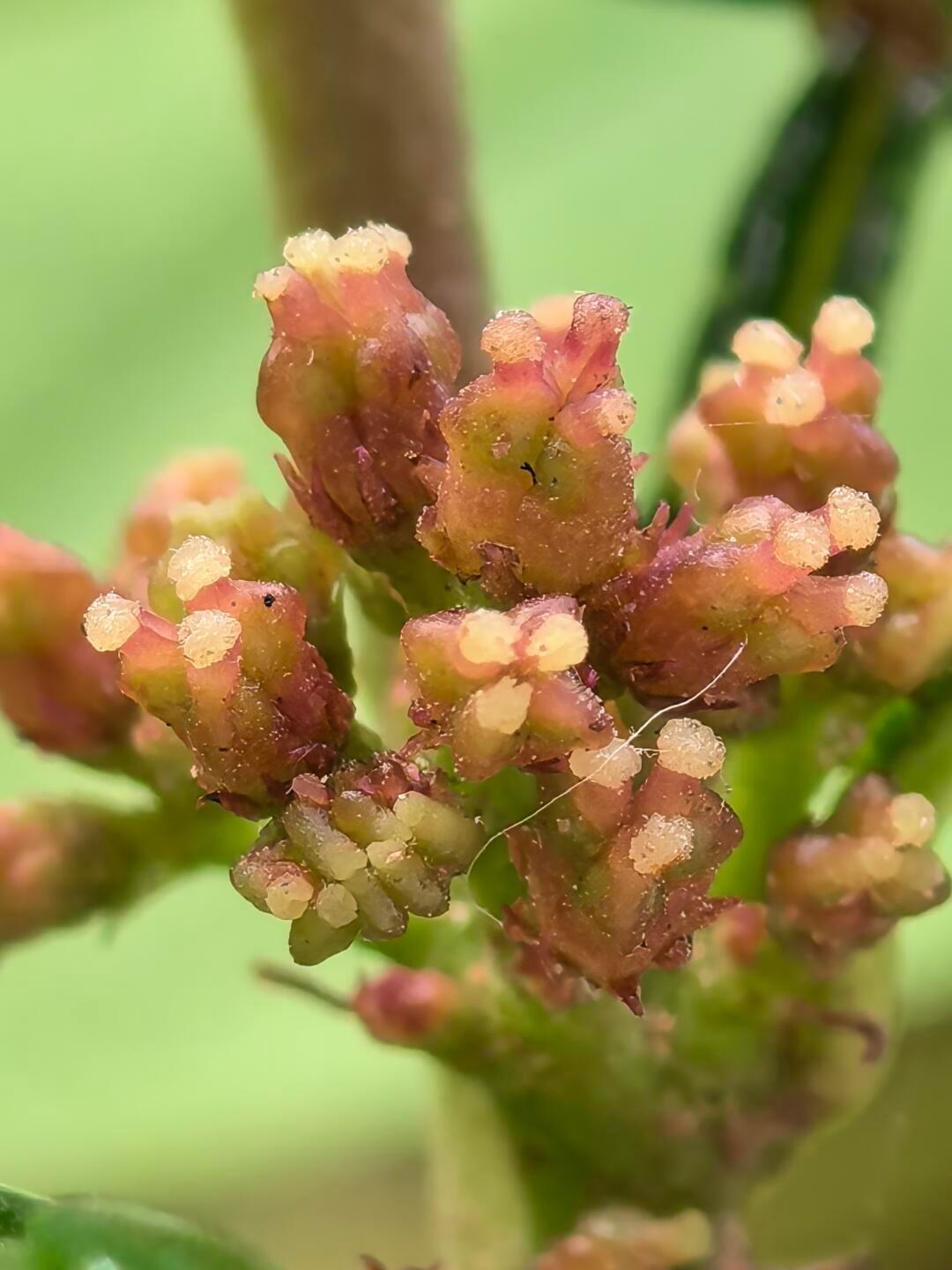 奇妙生物圈热点科普植物科普家人们，今天来认识一种自带“高级香水”的神奇植物——清