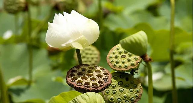 每天认识一味中草药｜莲：全身是宝的水中君子，莲子藕节都是良药✨
说起莲，大家第一