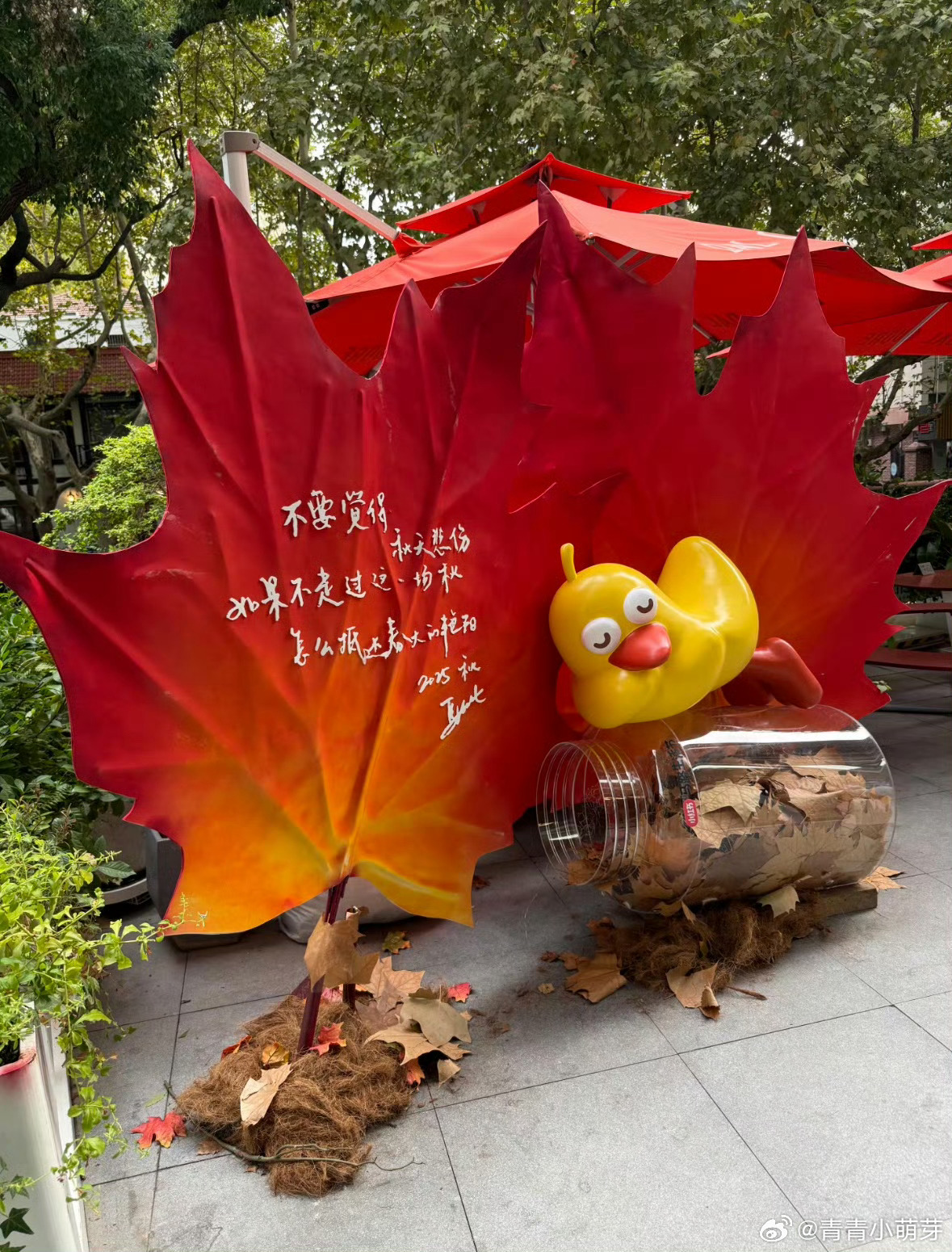马思纯文艺白月光的含金量还在上升马思纯写的落叶诗超有料！一句“不要觉得秋天悲伤”