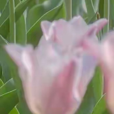 檐下风铃，变得沉默，庭院深深，又复寂寥，那棵桃树下的故人，已然作古。翩翩落红的小