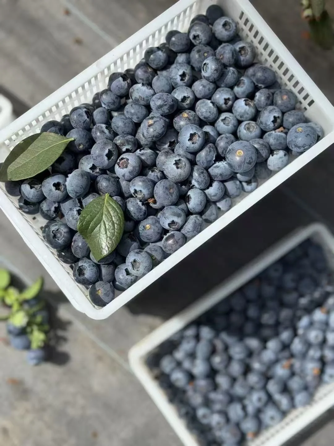 现在的蓝莓口感真的太赞了，脆甜花香浓郁！