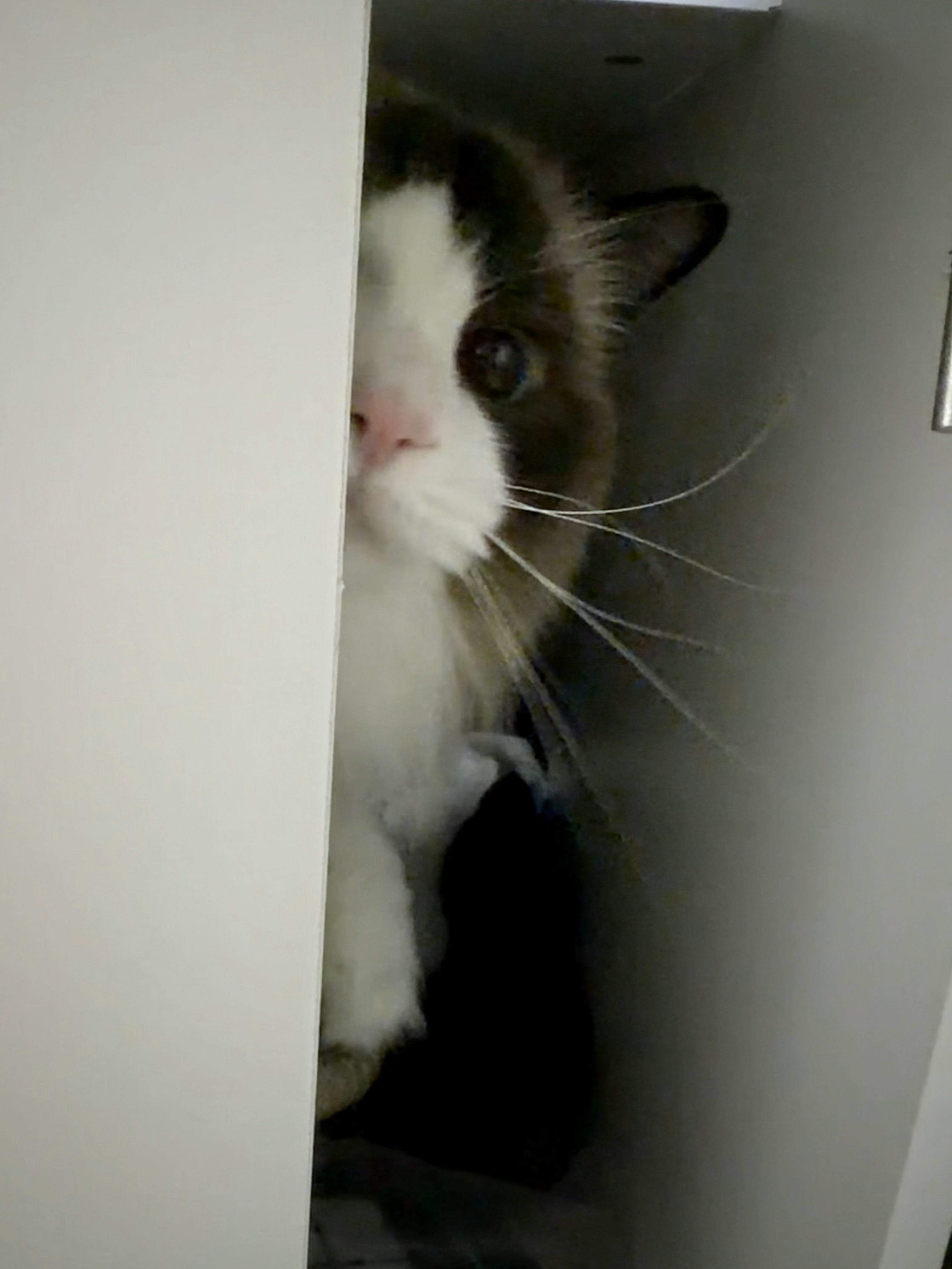 猫猫祟祟的 