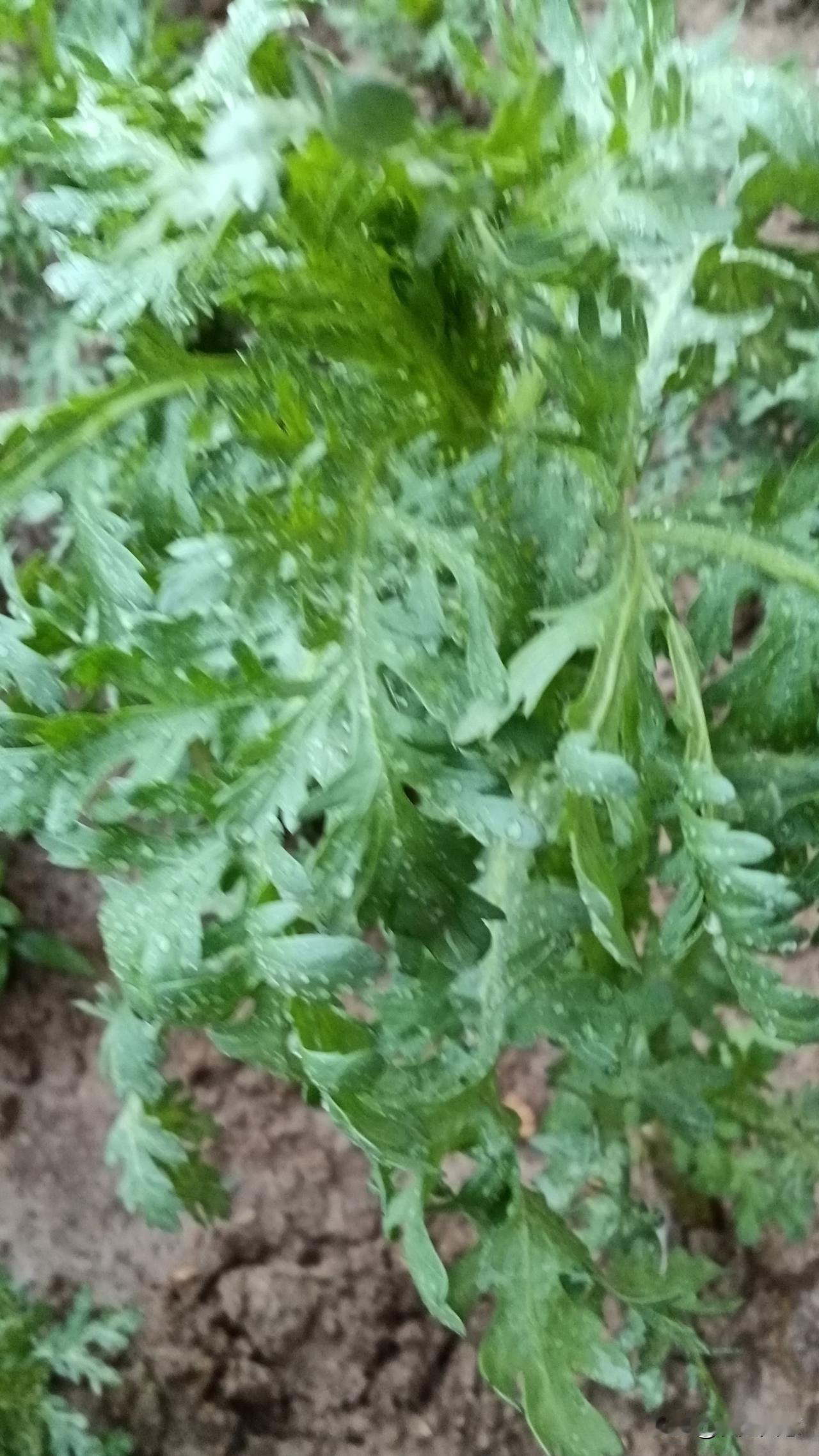 春天的菜长的真快，我家小菜园茼蒿可以吃了，一天一个样，才二十天可以吃了。家常菜茼