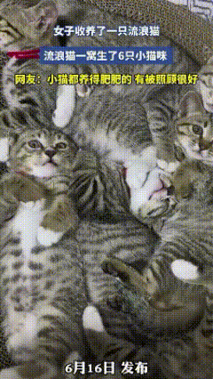 好治愈！一女子收养的狸花猫，没过多久生了6只小猫咪，现已71天，各个都干净漂亮可
