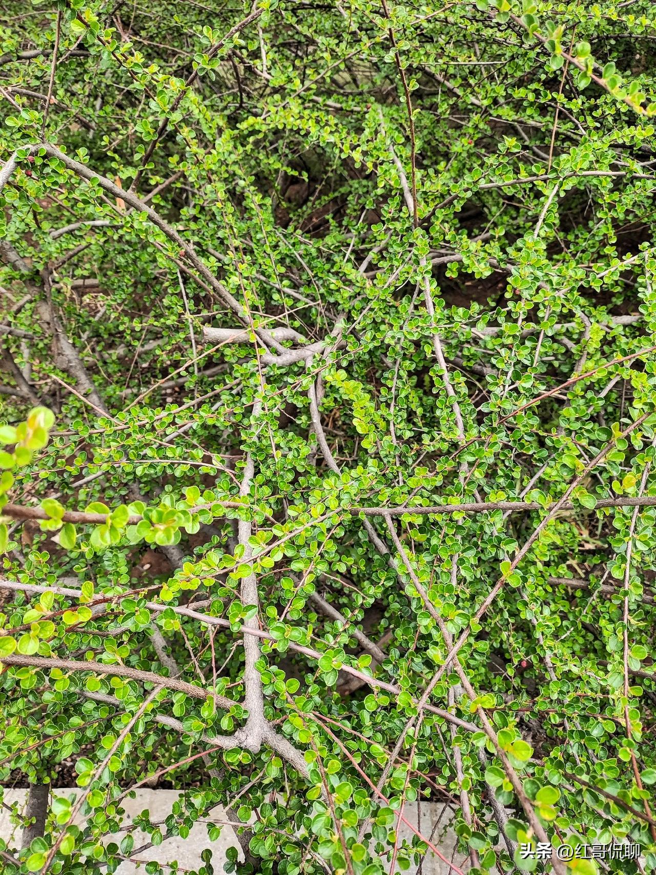 平枝栒子（Cotoneaster horizontalis Decne.），蔷薇