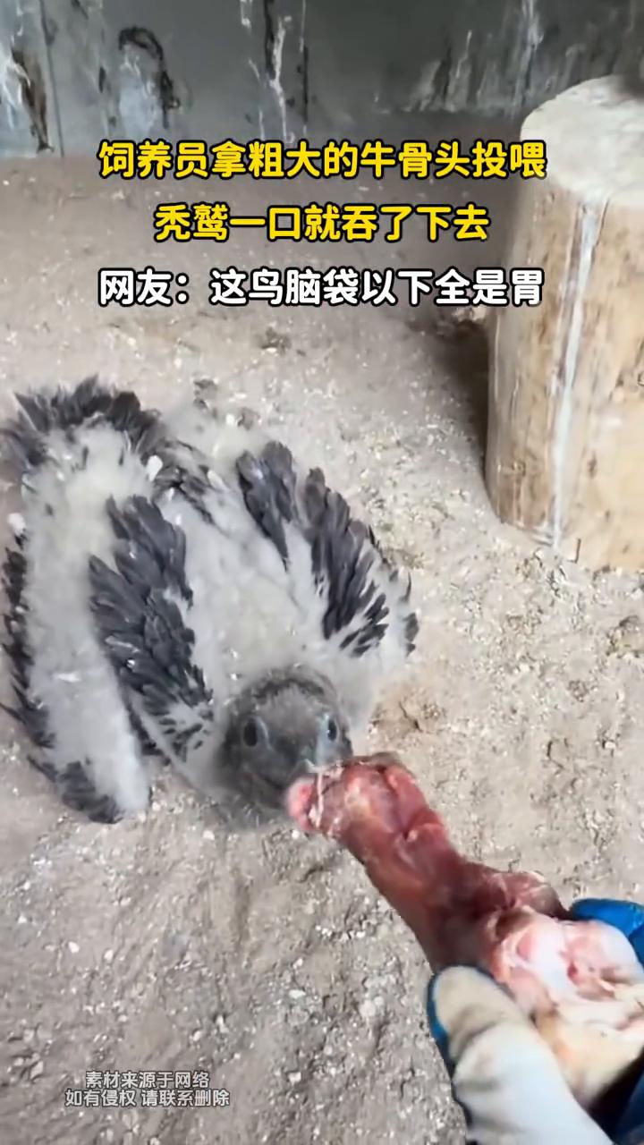 饲养员拿粗大的牛骨头投喂，秃鹫一口就吞了下去。网友：这鸟脑袋以下全是胃。
发布时