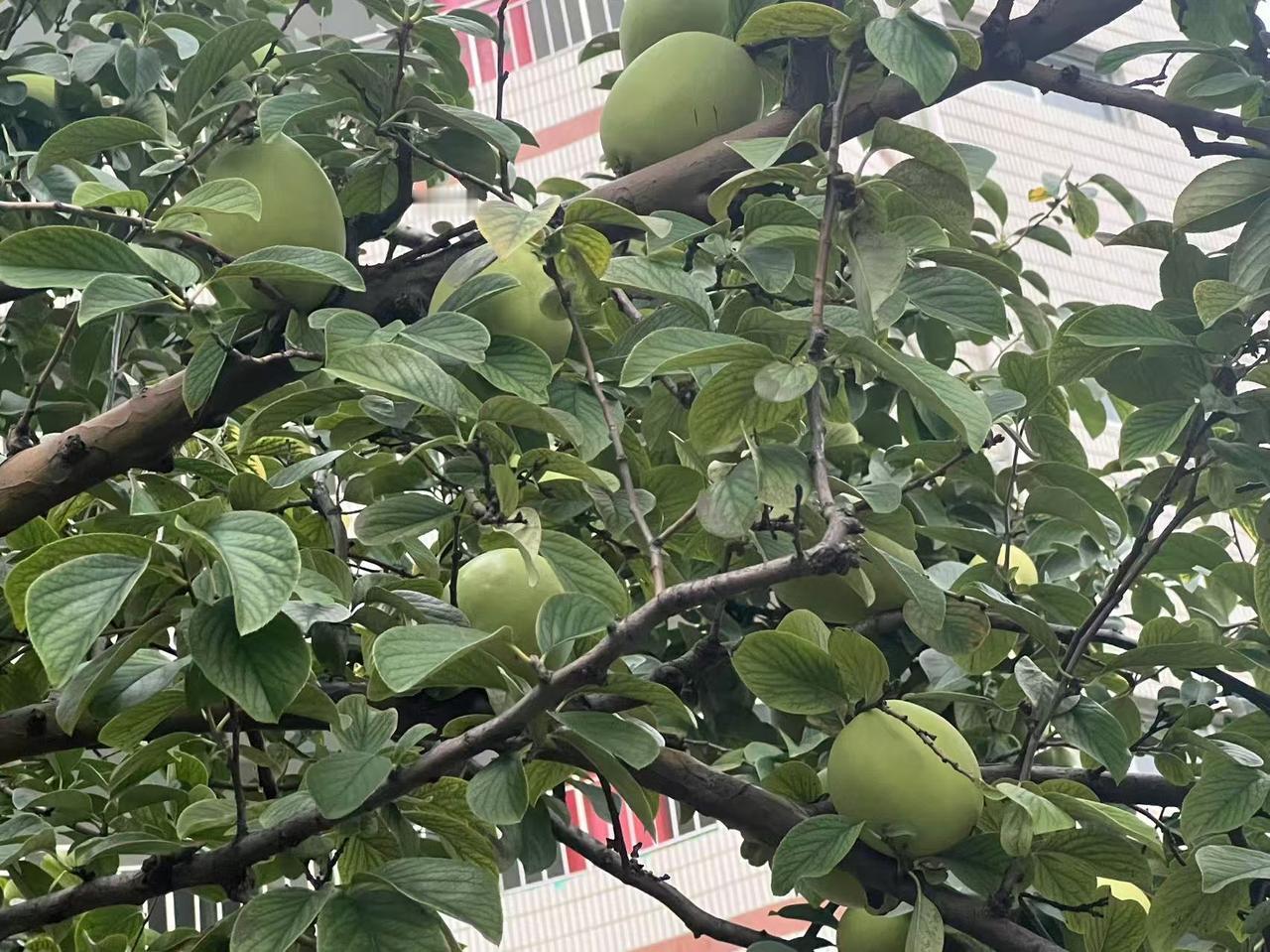 教学楼前有个小花园，花园里种着一棵木瓜树。
每次经过这里，总让人忍不住驻足。
青