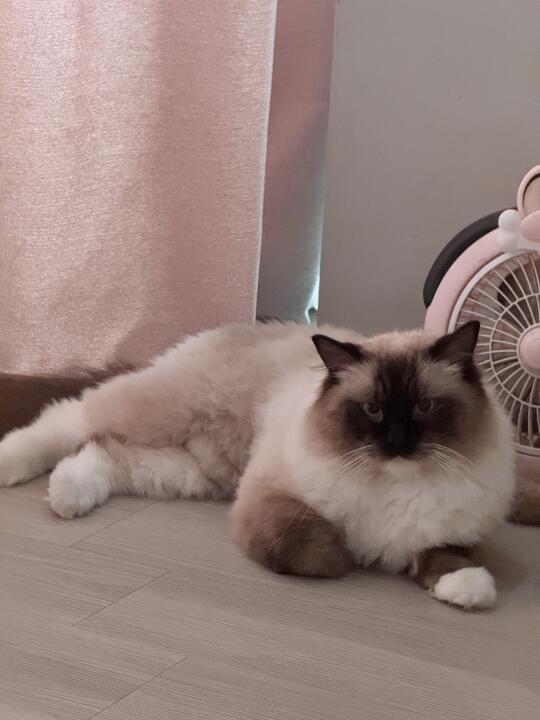 哼，你欺负我小猫咪不会自己开风扇开空调啊